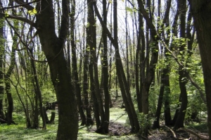 Ágasvár galéria - Erdő