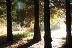 Ágasvár galéria - Erdő